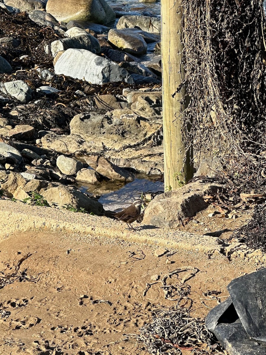 Cinclode à ventre sombre - ML644059515