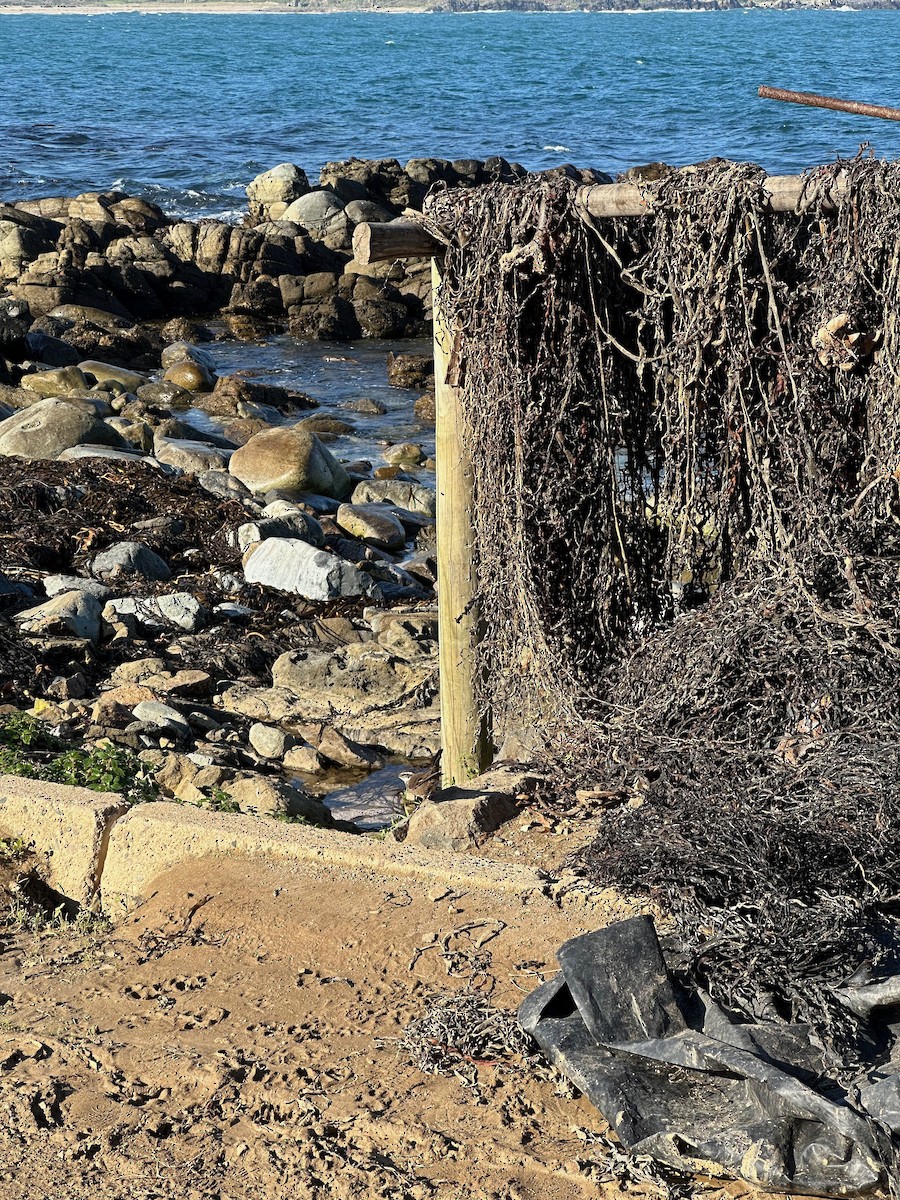 Cinclode à ventre sombre - ML644059516