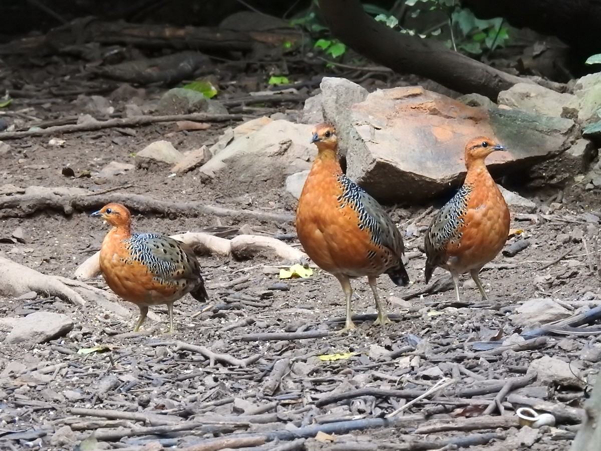 Ferruginous Partridge - ML644059517