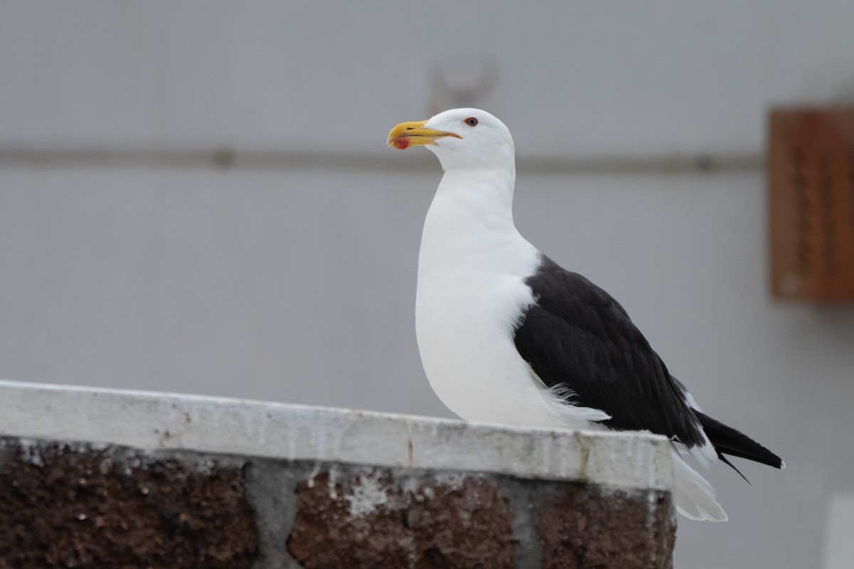 Kelp Gull - ML644059533