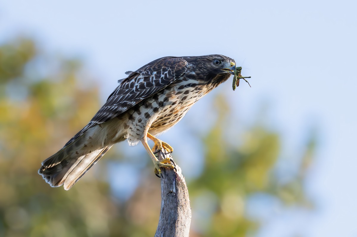 Red-shouldered Hawk - ML644059534