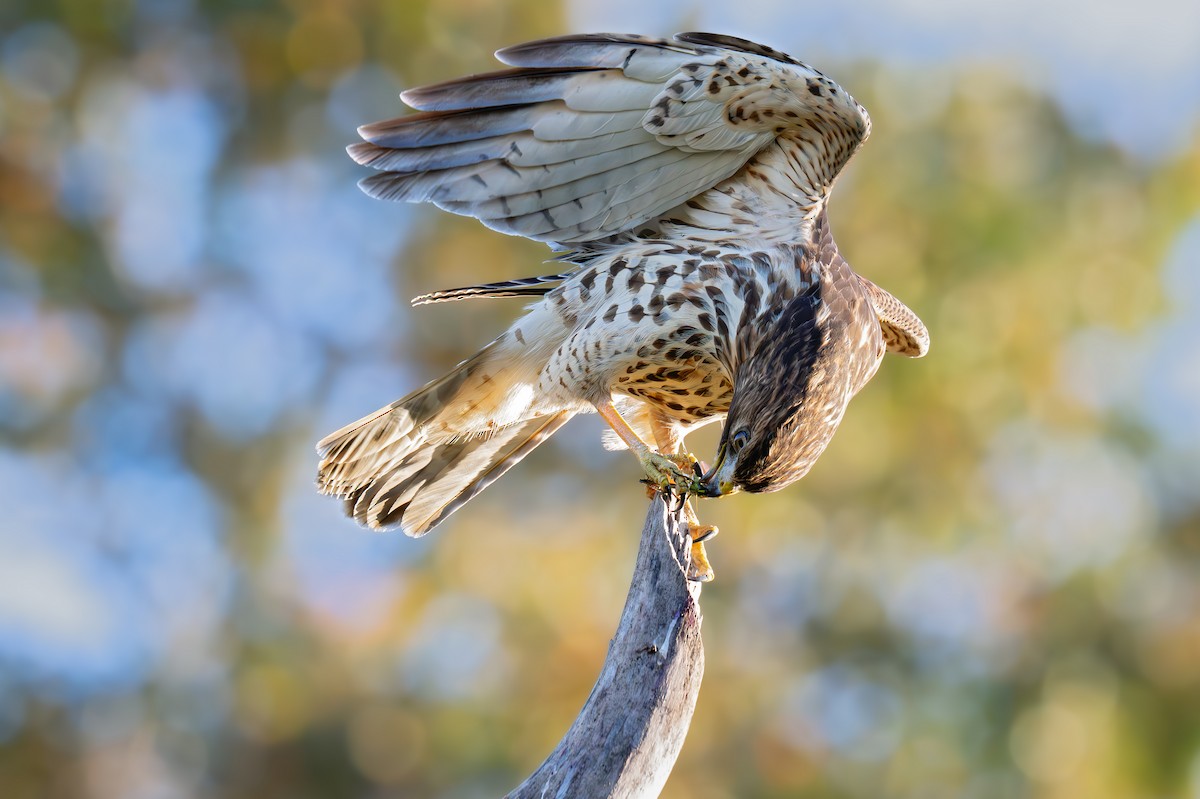 Red-shouldered Hawk - ML644059535