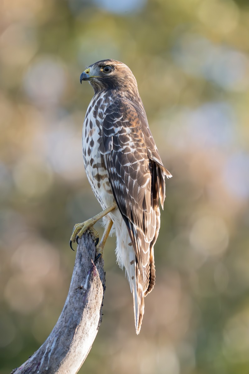 Red-shouldered Hawk - ML644059536