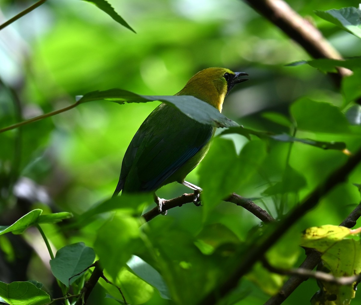 Blue-winged Leafbird - ML644059586
