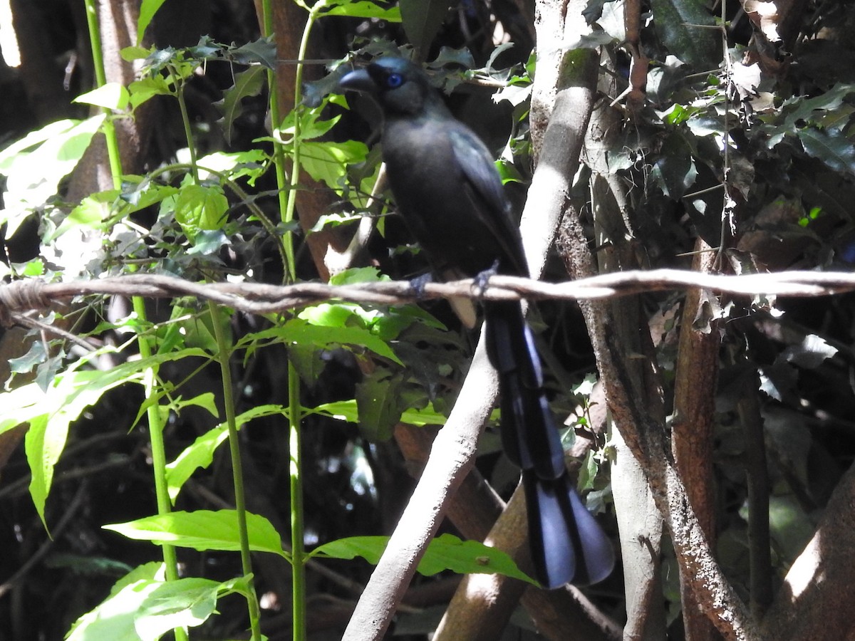 Racket-tailed Treepie - ML644059607