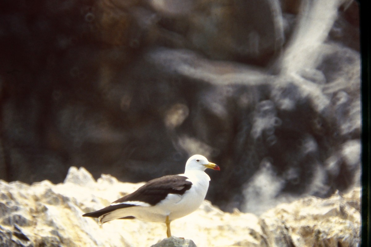Belcher's Gull - ML644059615