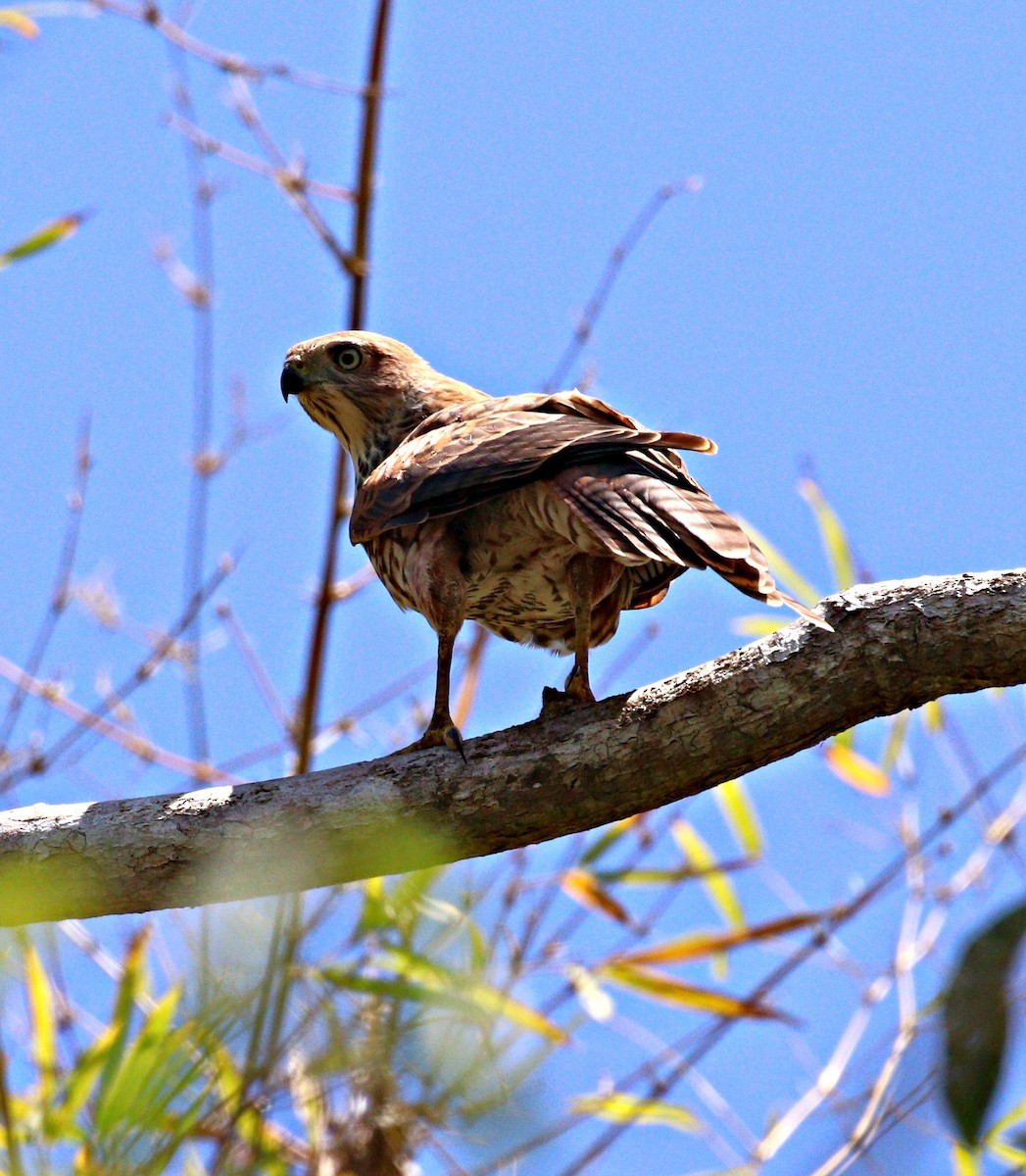 Brown Goshawk - ML644059619