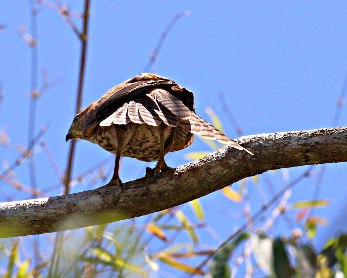 Brown Goshawk - ML644059620