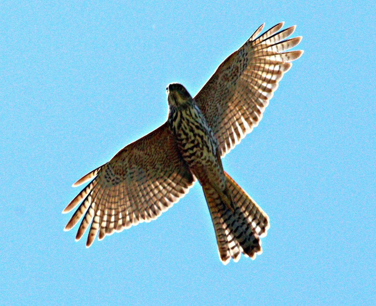 Brown Goshawk - ML644059621