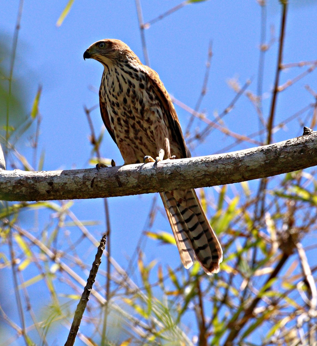 Brown Goshawk - ML644059622