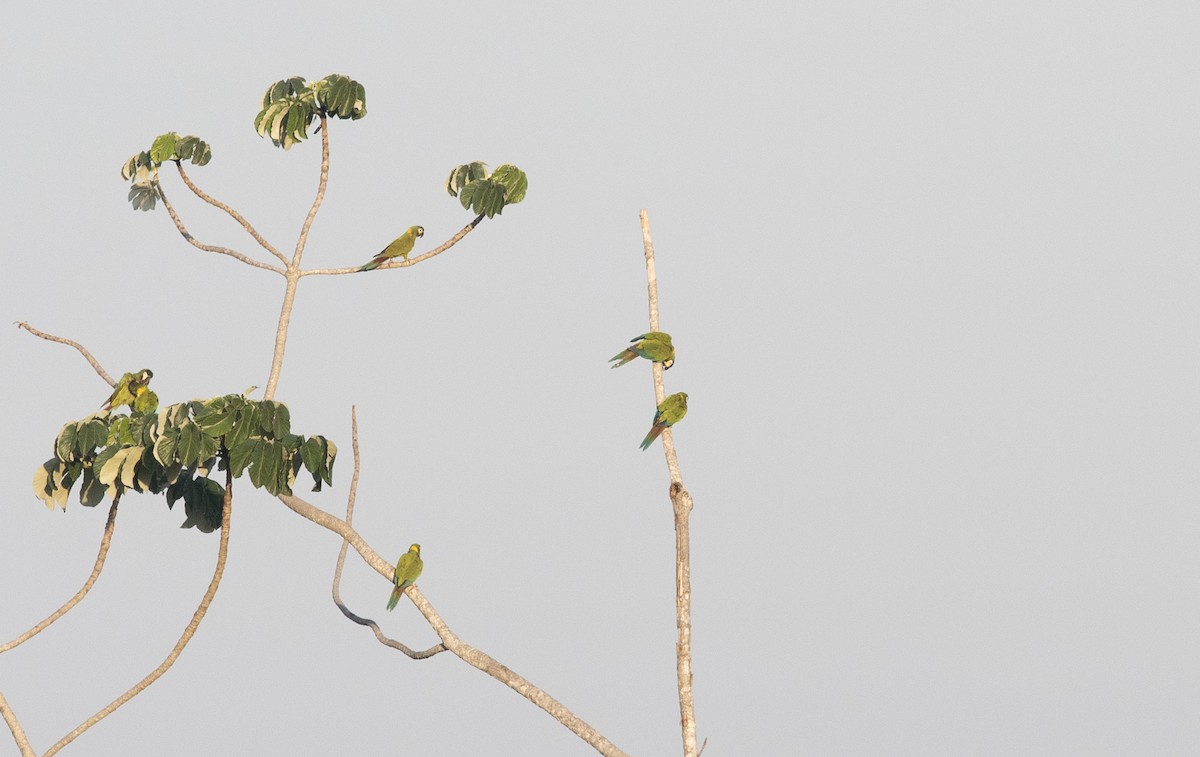 Yellow-collared Macaw - ML644059639