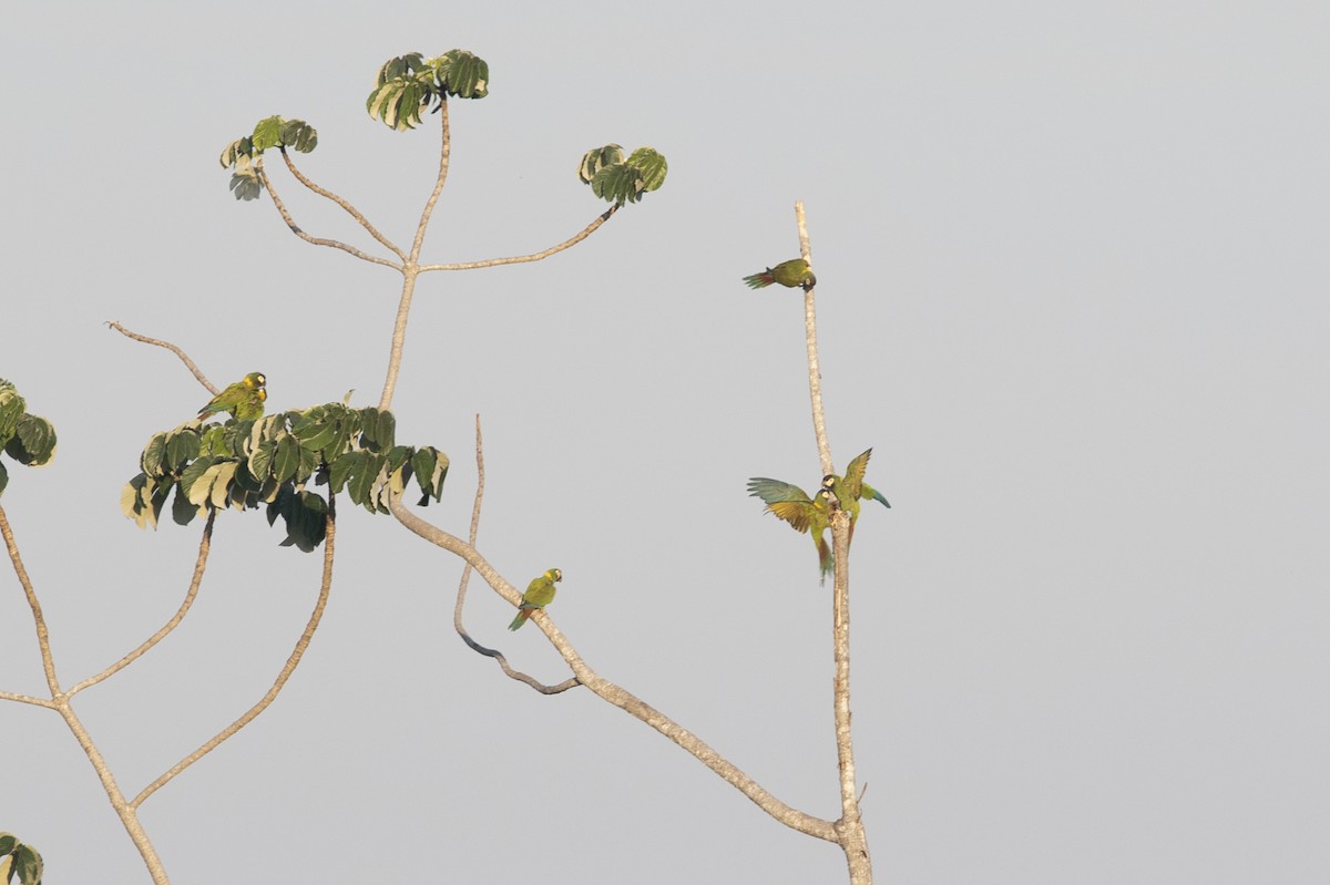 Yellow-collared Macaw - ML644059640