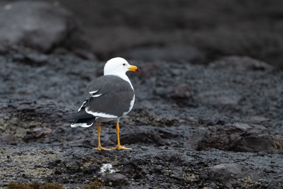 Belcher's Gull - ML644059646