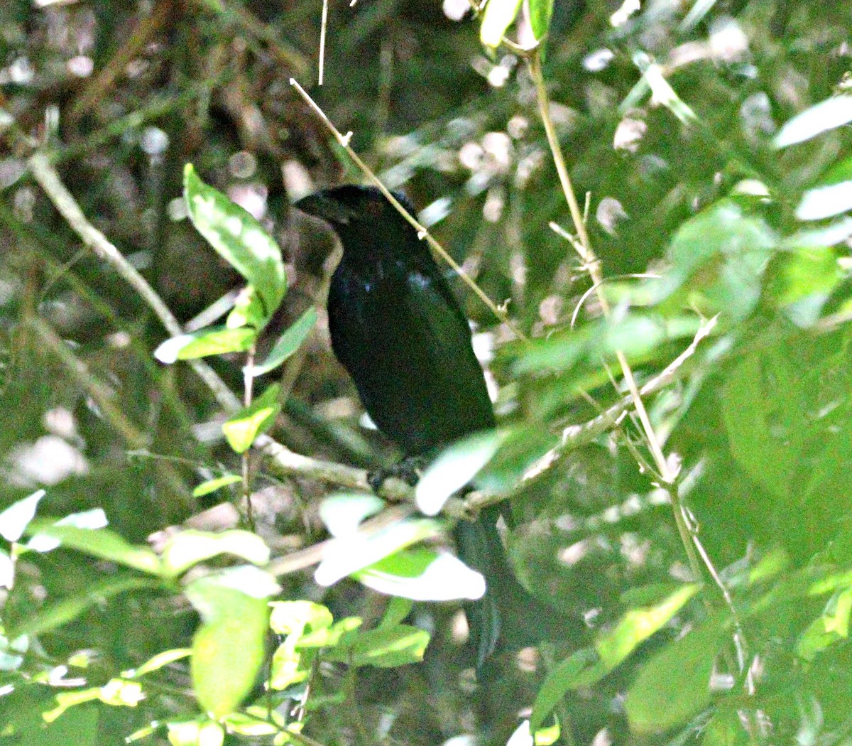Wallacean Drongo (Lombok) - ML644059669