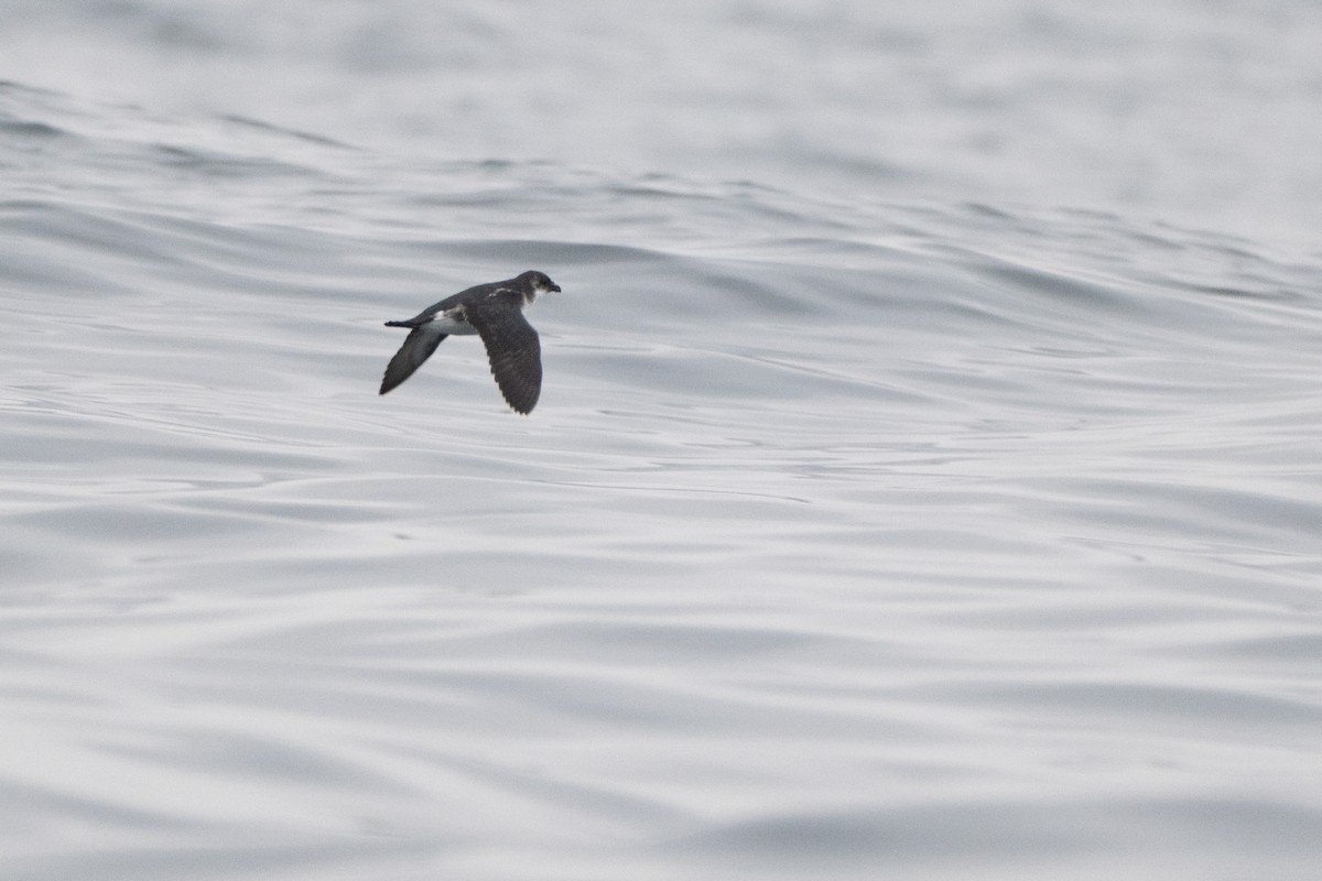 buřník peruánský - ML644059689