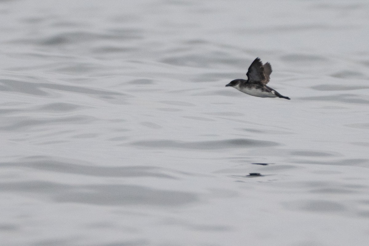 buřník peruánský - ML644059699