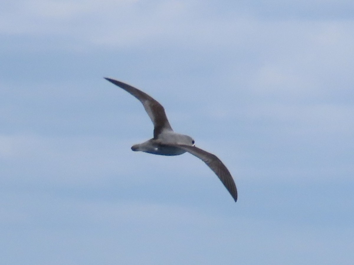 Pycroft's Petrel - ML644059703