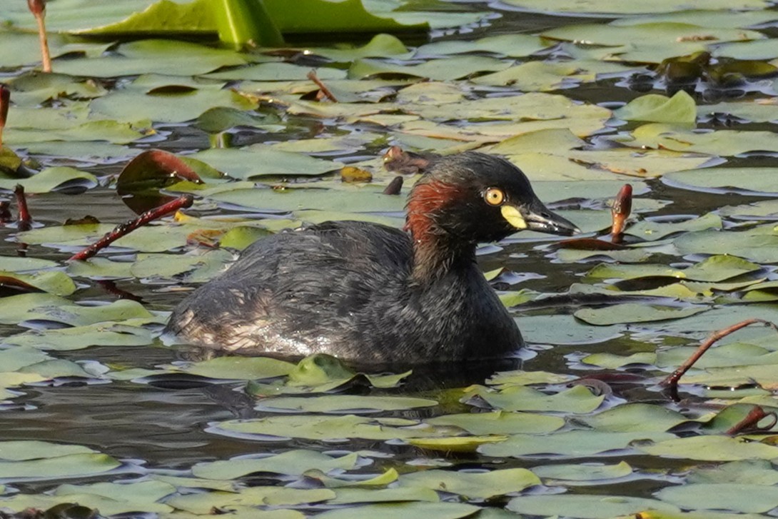 Australasian Grebe - ML644059709