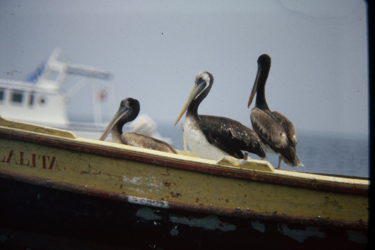 Peru Pelikanı - ML644059719