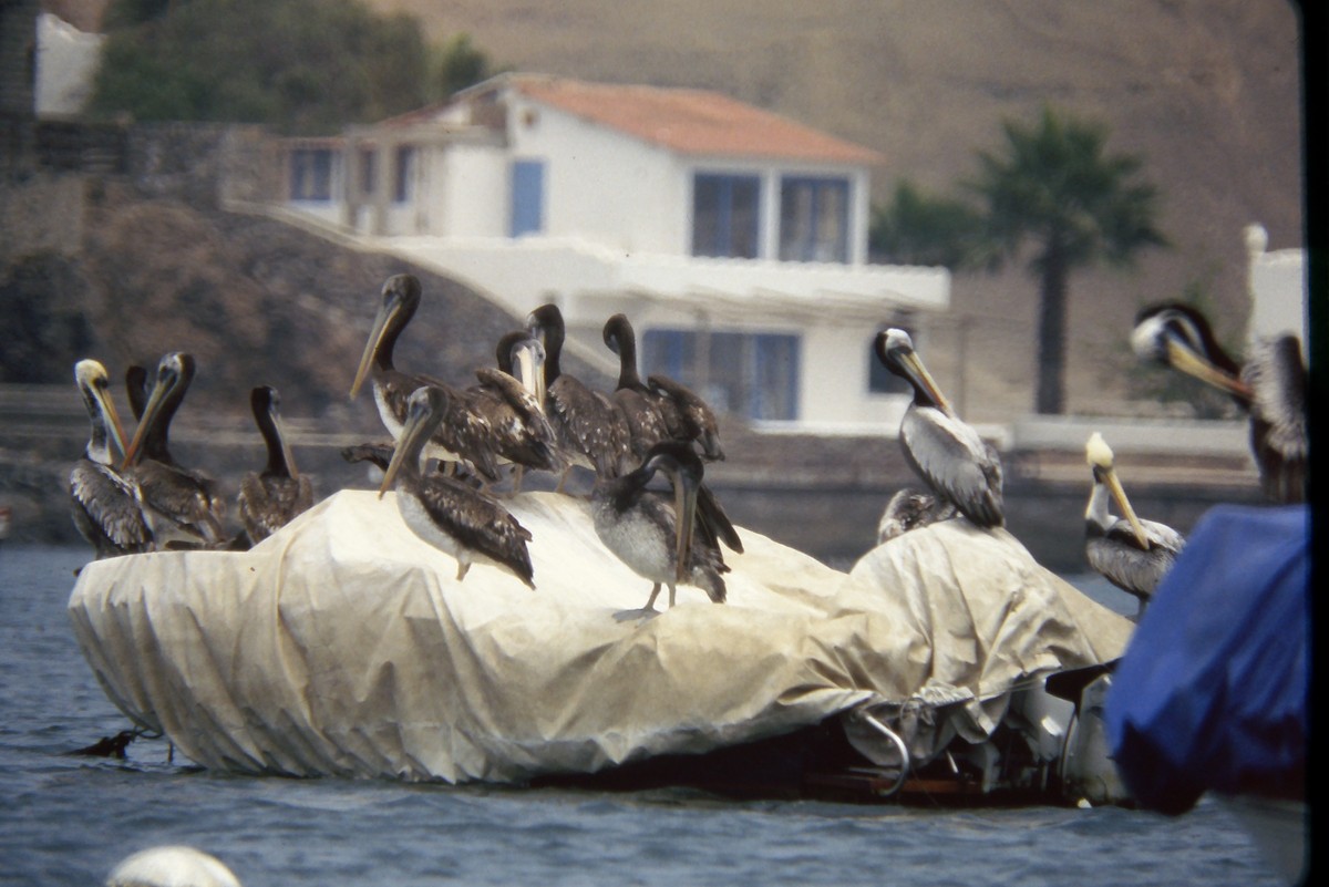 Peru Pelikanı - ML644059720