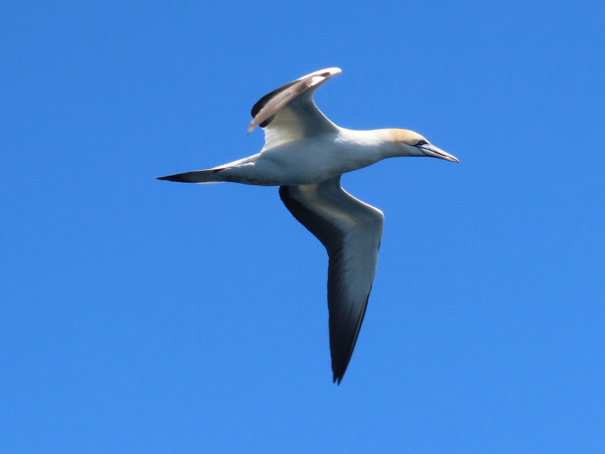Australasian Gannet - ML644059723