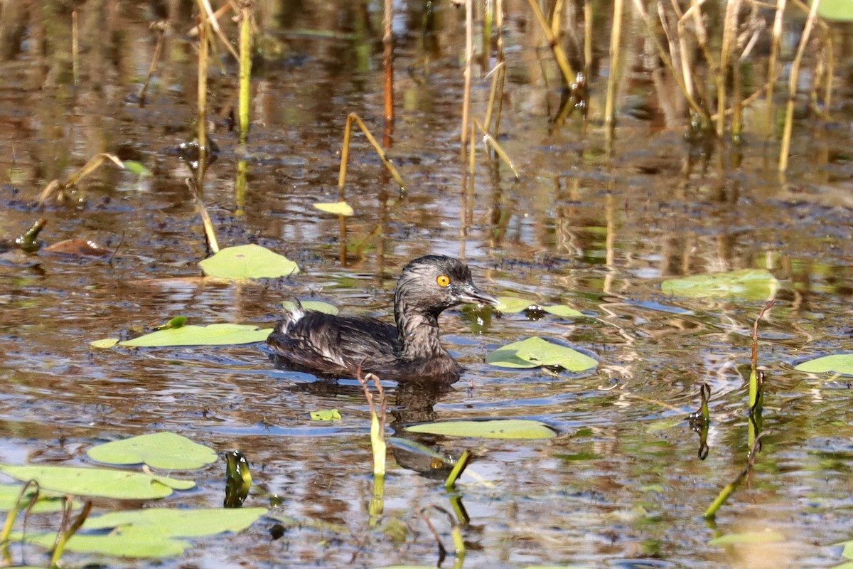 Least Grebe - ML644059741