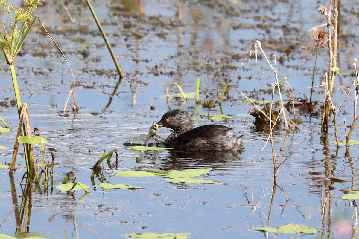 Least Grebe - ML644059742