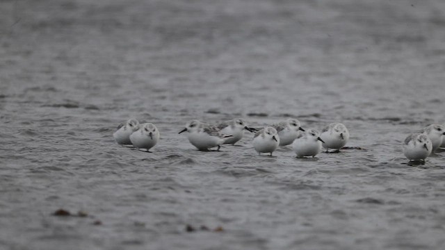 Bécasseau sanderling - ML644059758