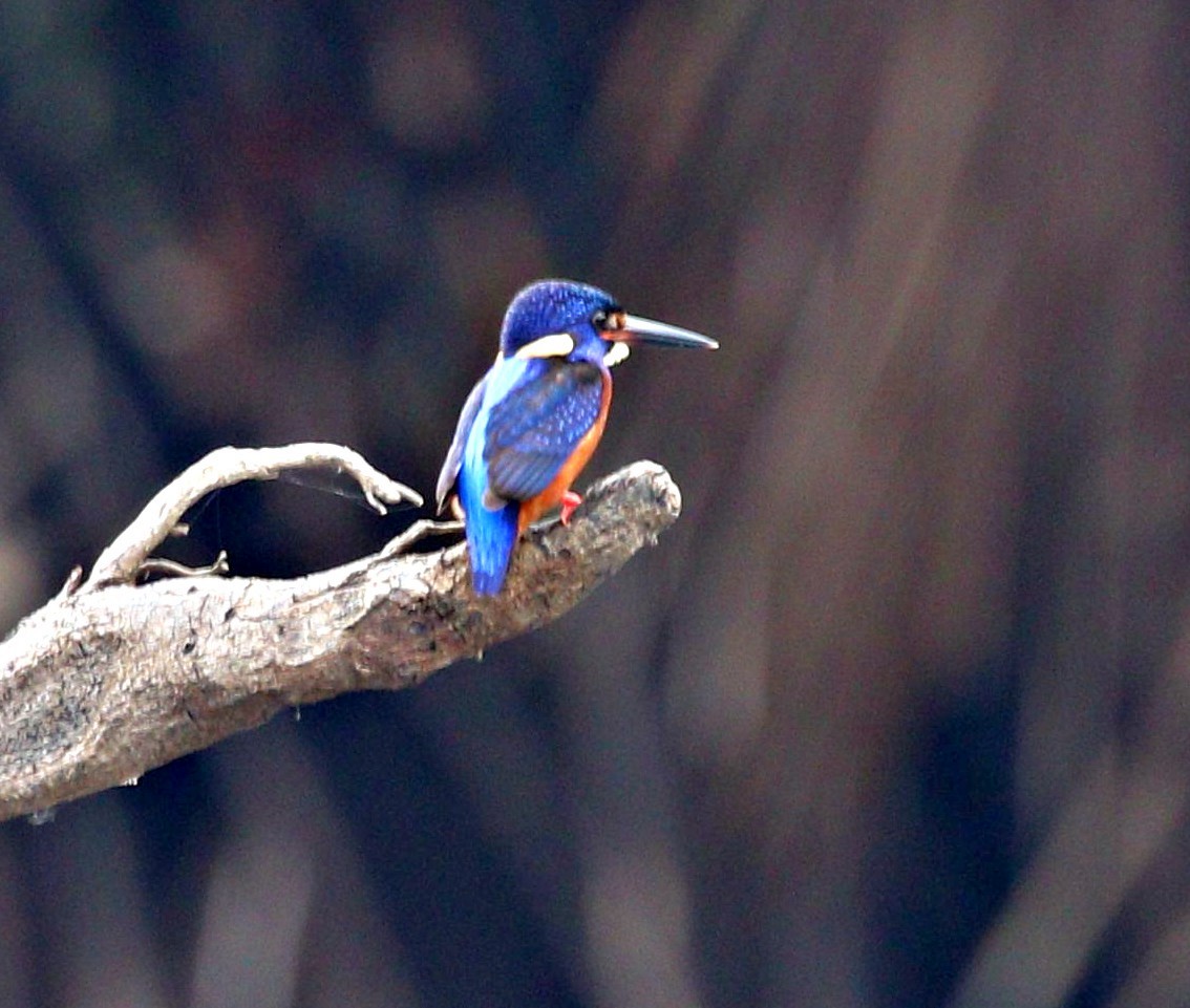 Blue-eared Kingfisher - ML644059759