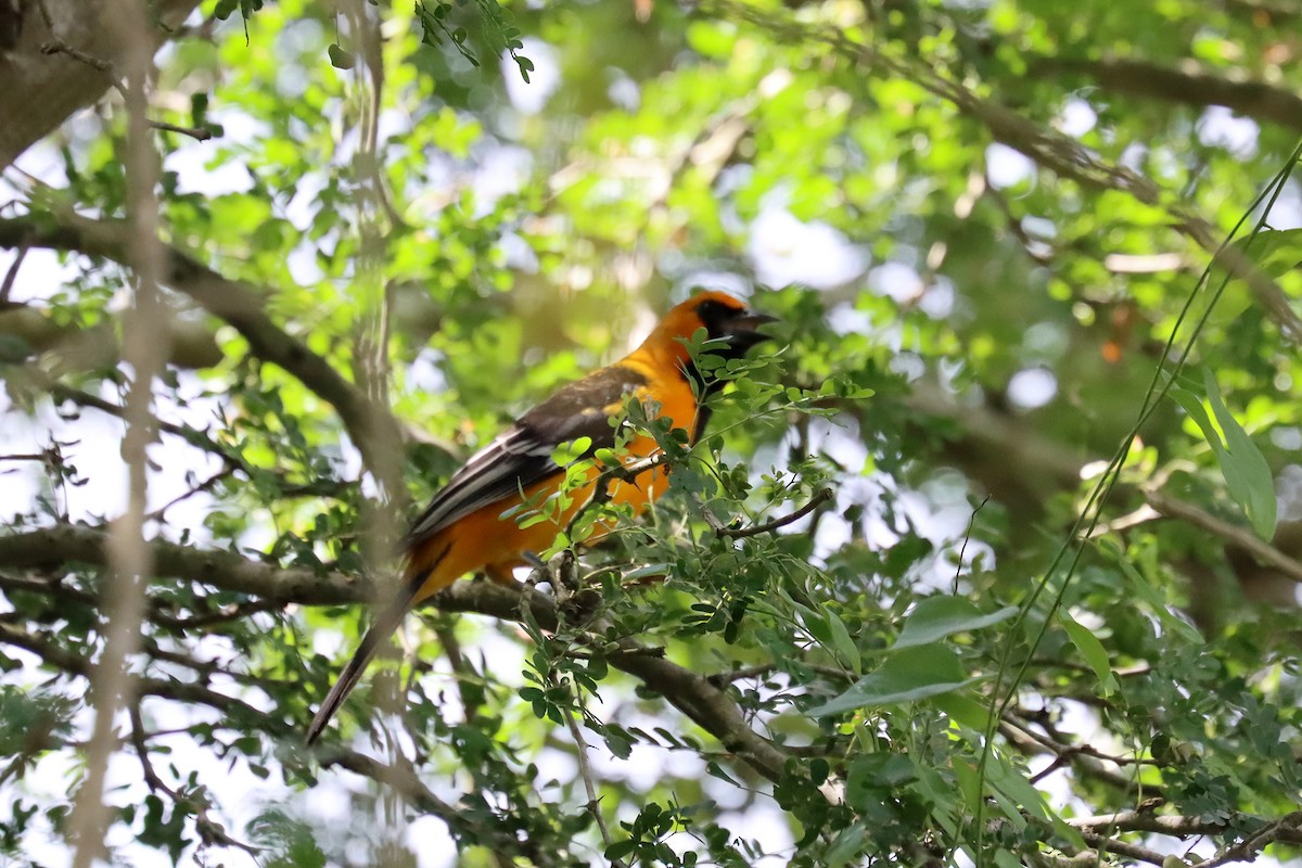Altamira Oriole - ML644059760
