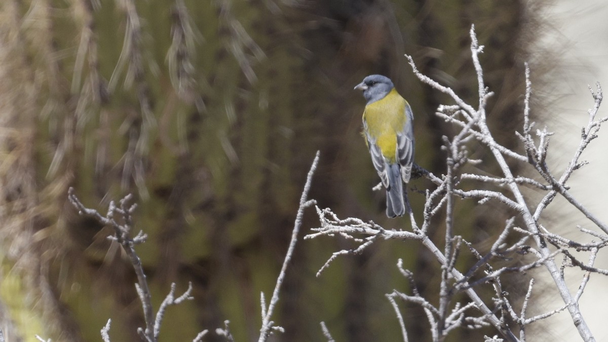 Gray-hooded Sierra Finch - ML644059767