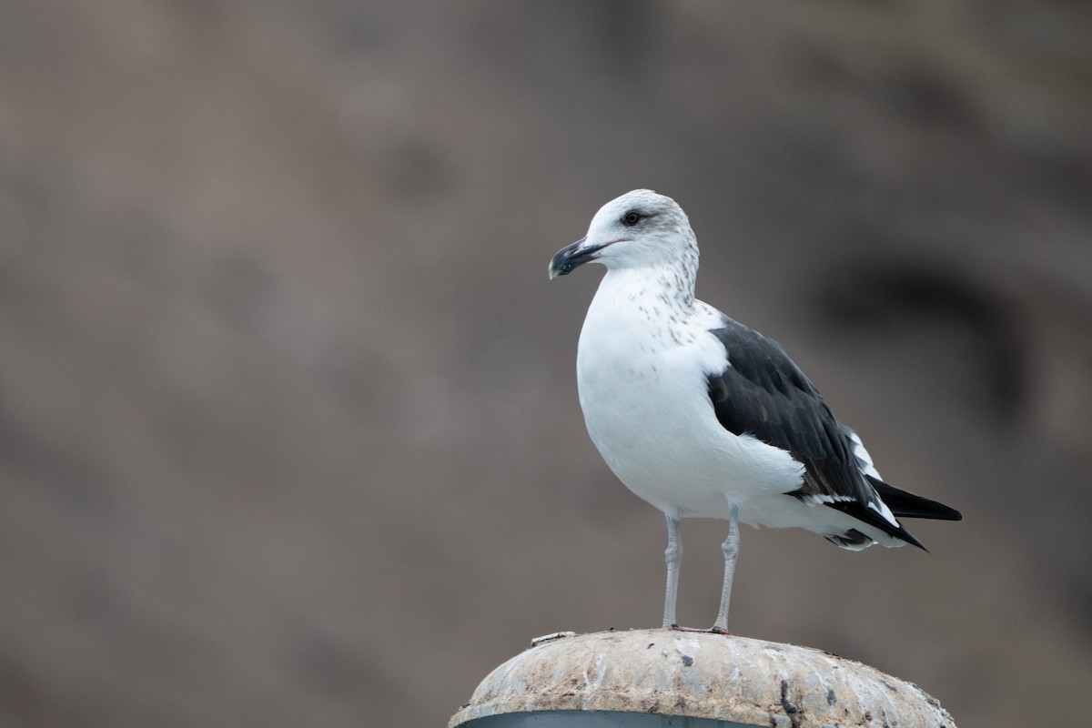 Kelp Gull - ML644059768