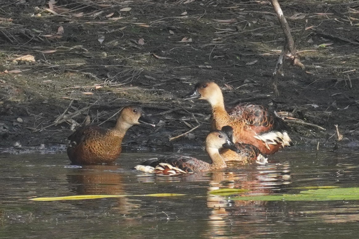 Dendrocygne à lunules - ML644059776