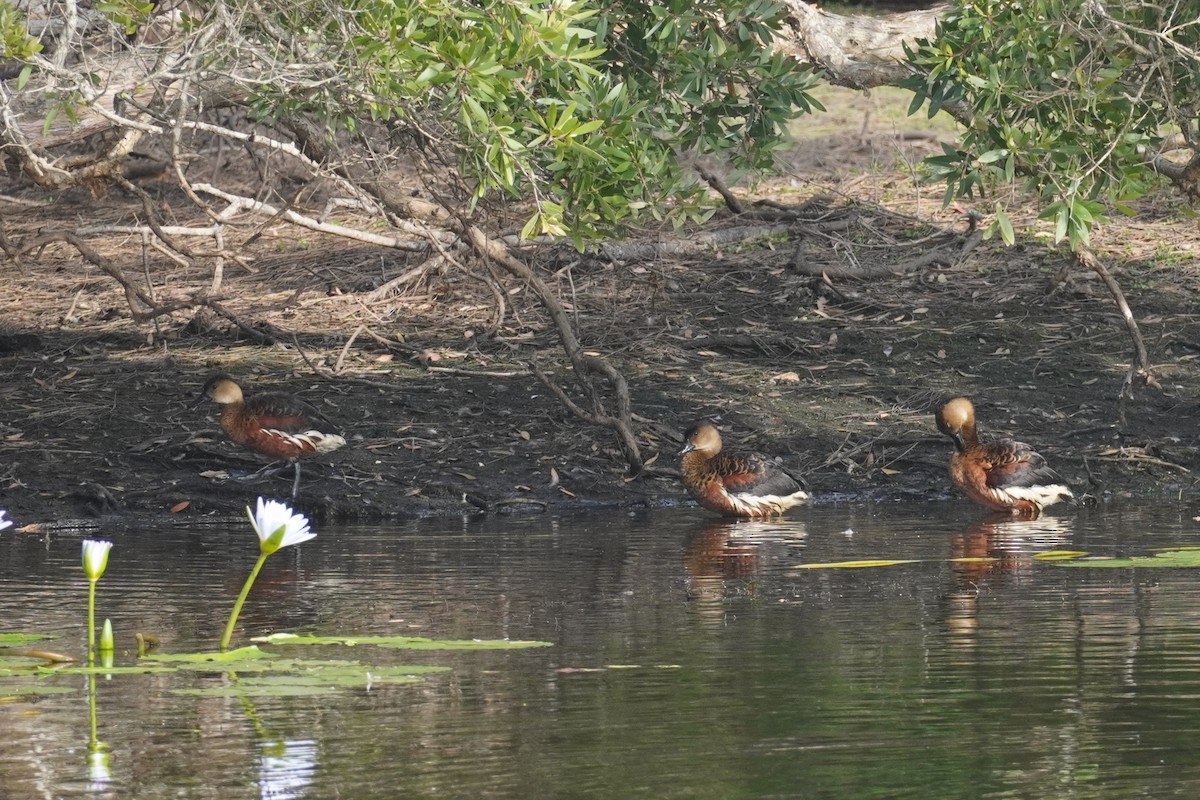 Dendrocygne à lunules - ML644059777