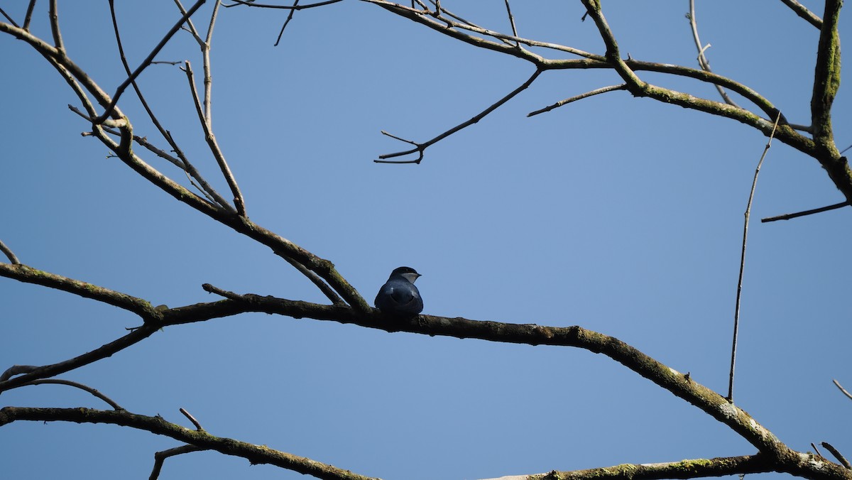 カンムリアマツバメ - ML644059786