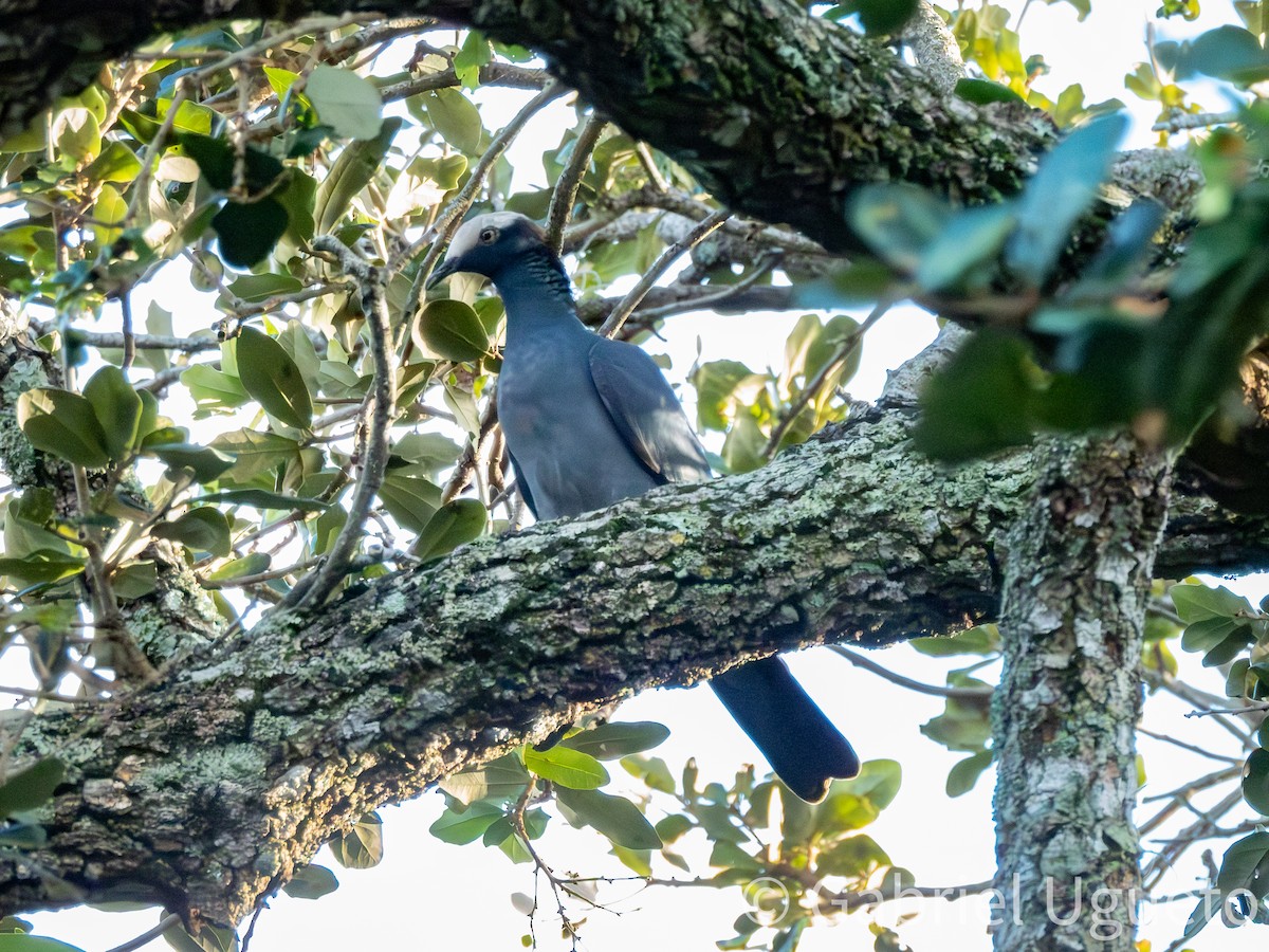 White-crowned Pigeon - ML644059788