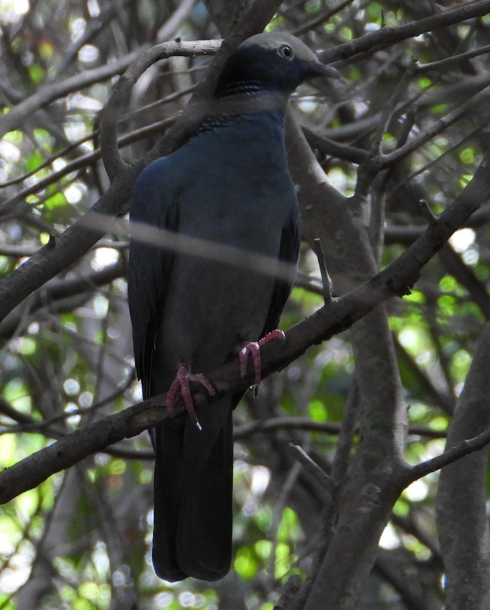 White-crowned Pigeon - ML644059795