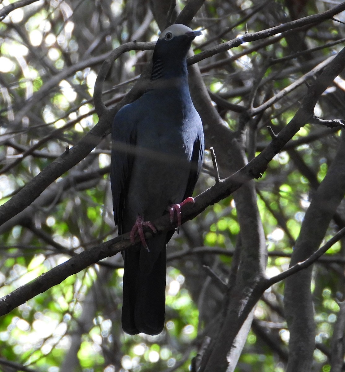 White-crowned Pigeon - ML644059796