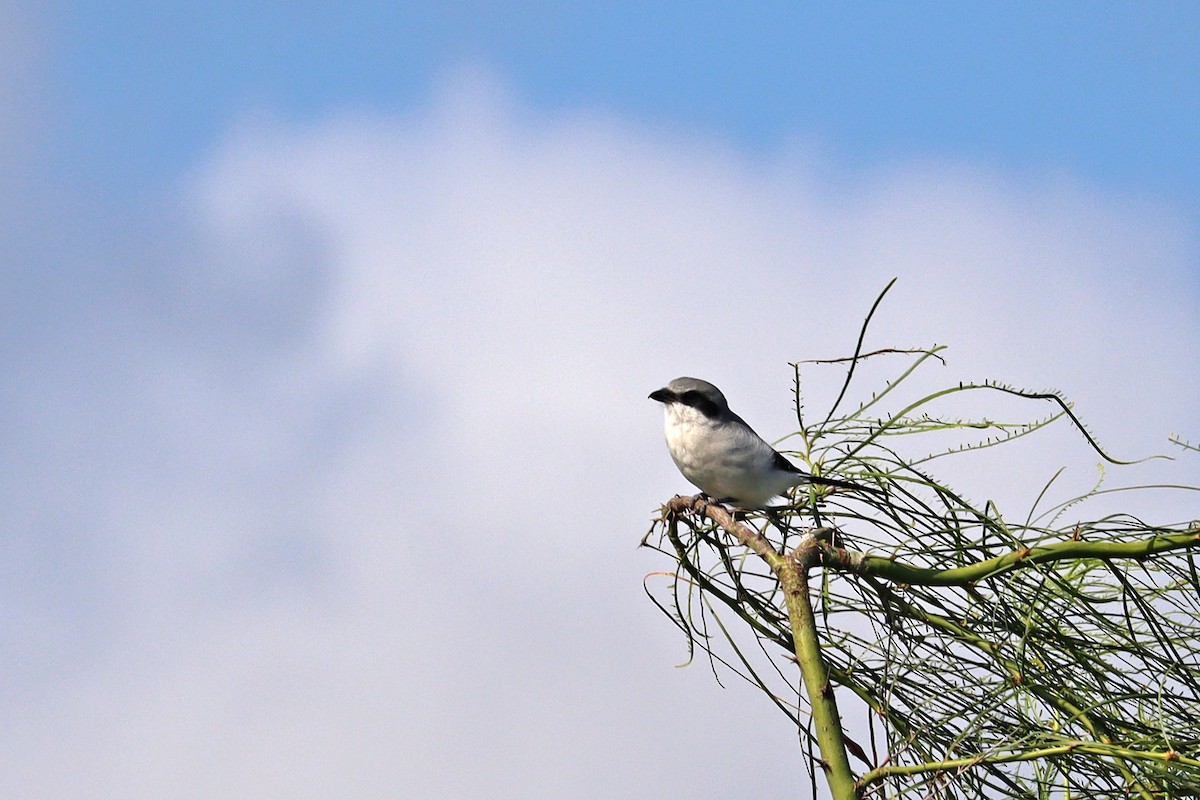 Loggerhead Shrike - ML644059832