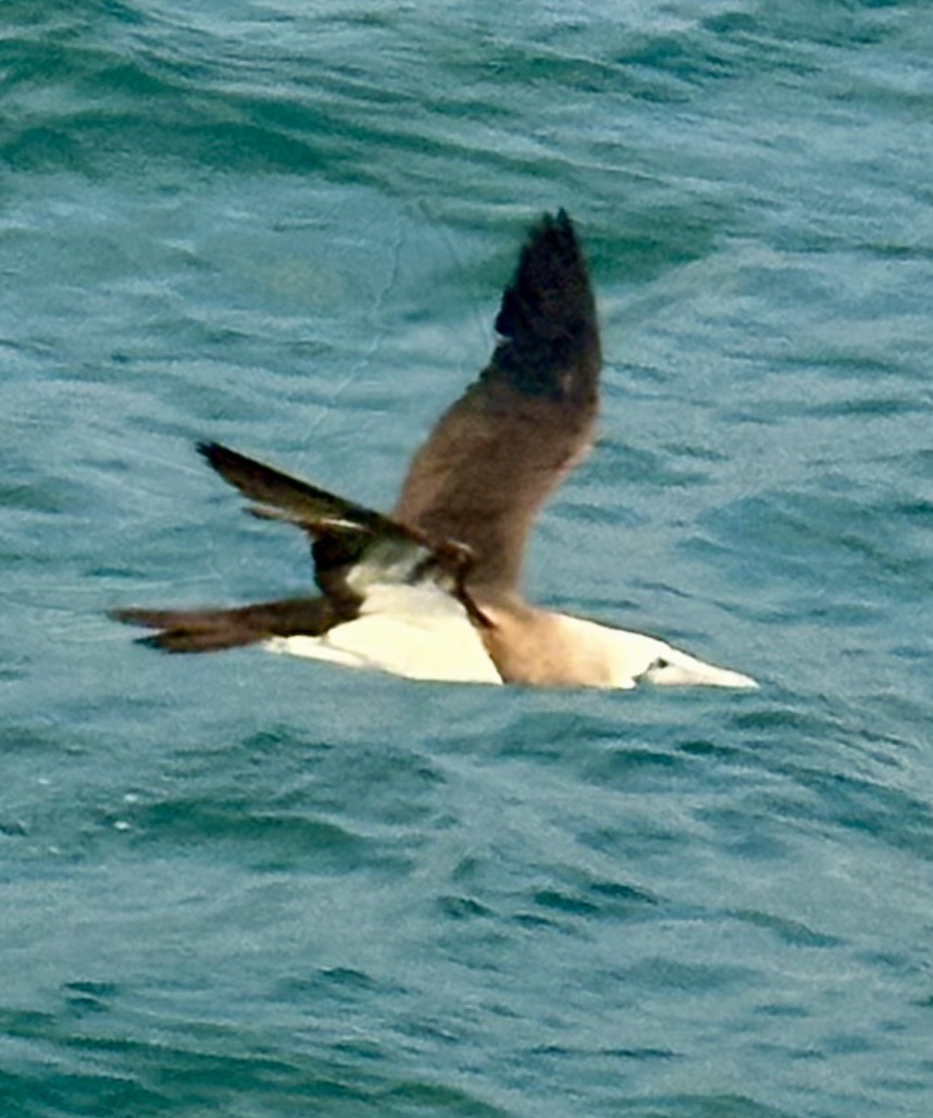 Cocos Booby - ML644059838