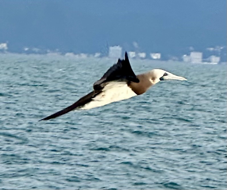 Cocos Booby - ML644059839