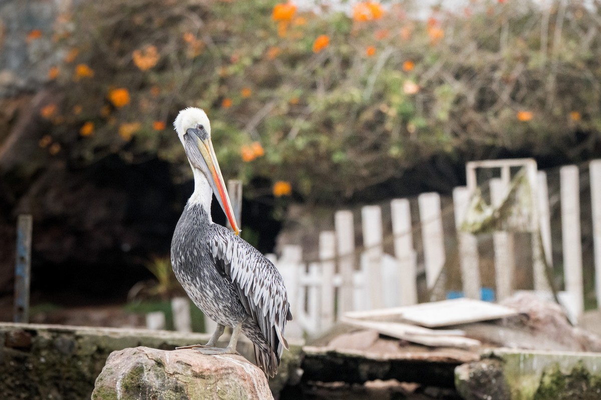 Peru Pelikanı - ML644059847