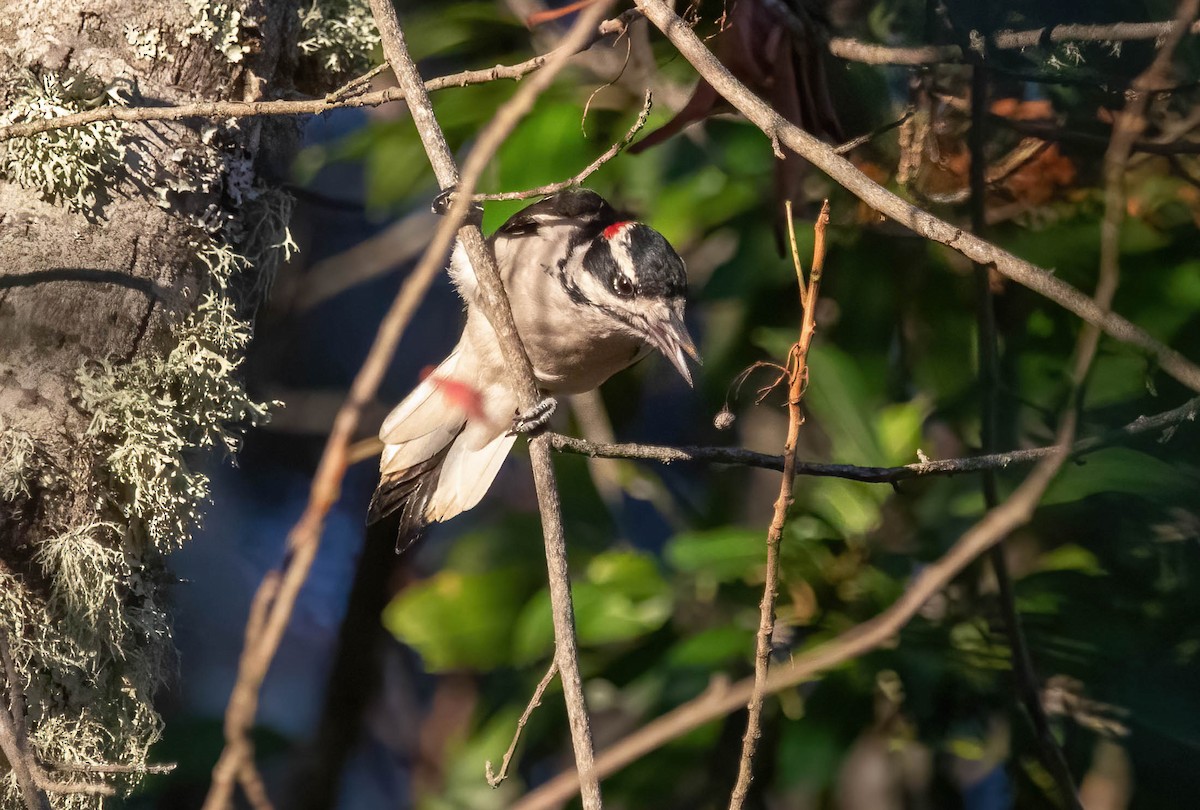Hairy Woodpecker - ML644059865