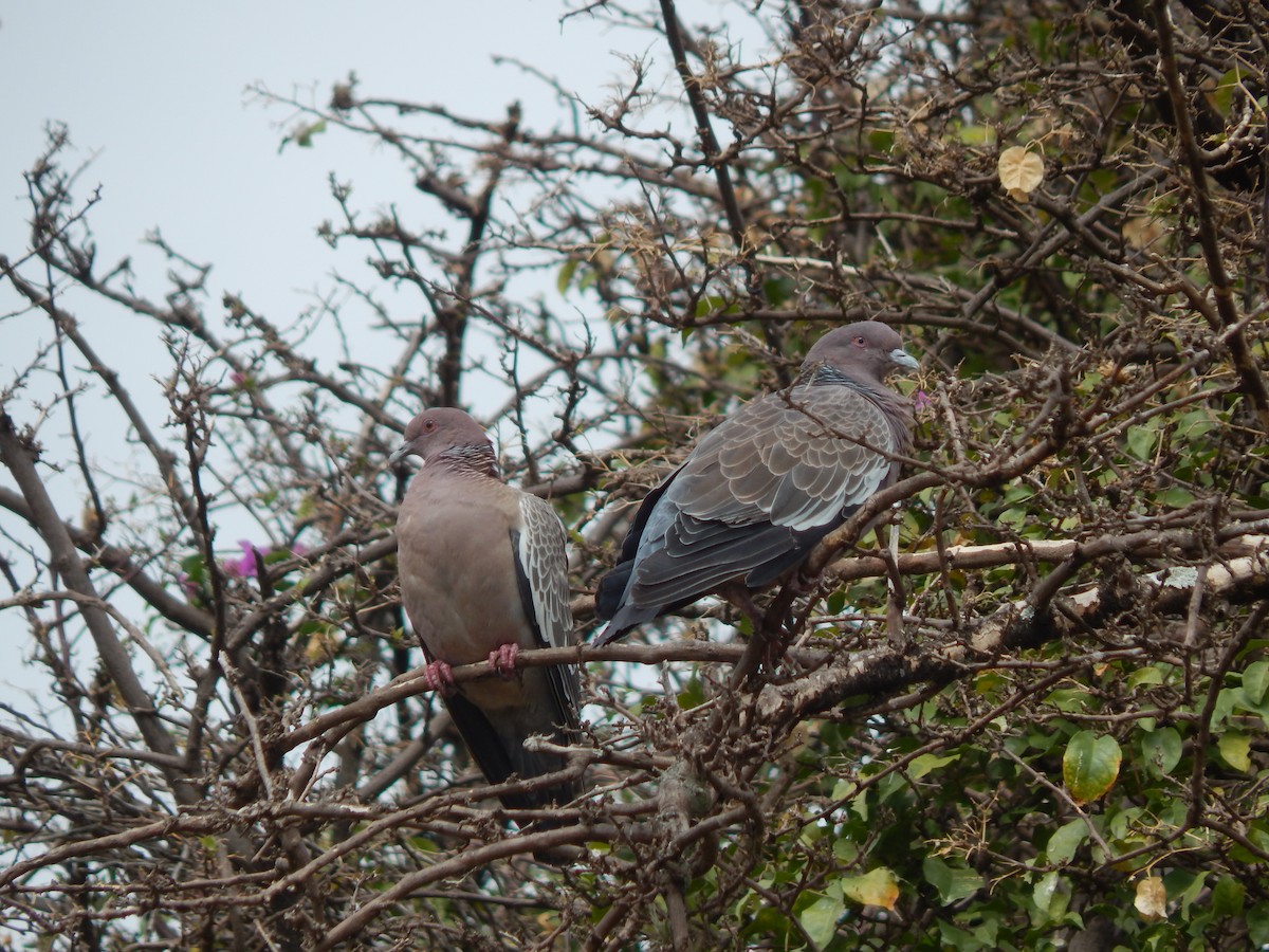 Picazuro Pigeon - ML644059877