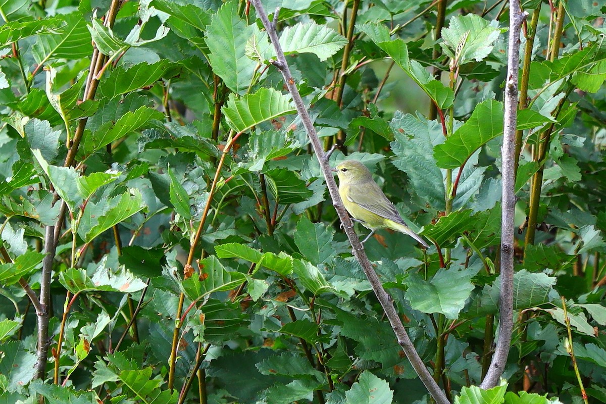 Orange-crowned Warbler - ML644059878