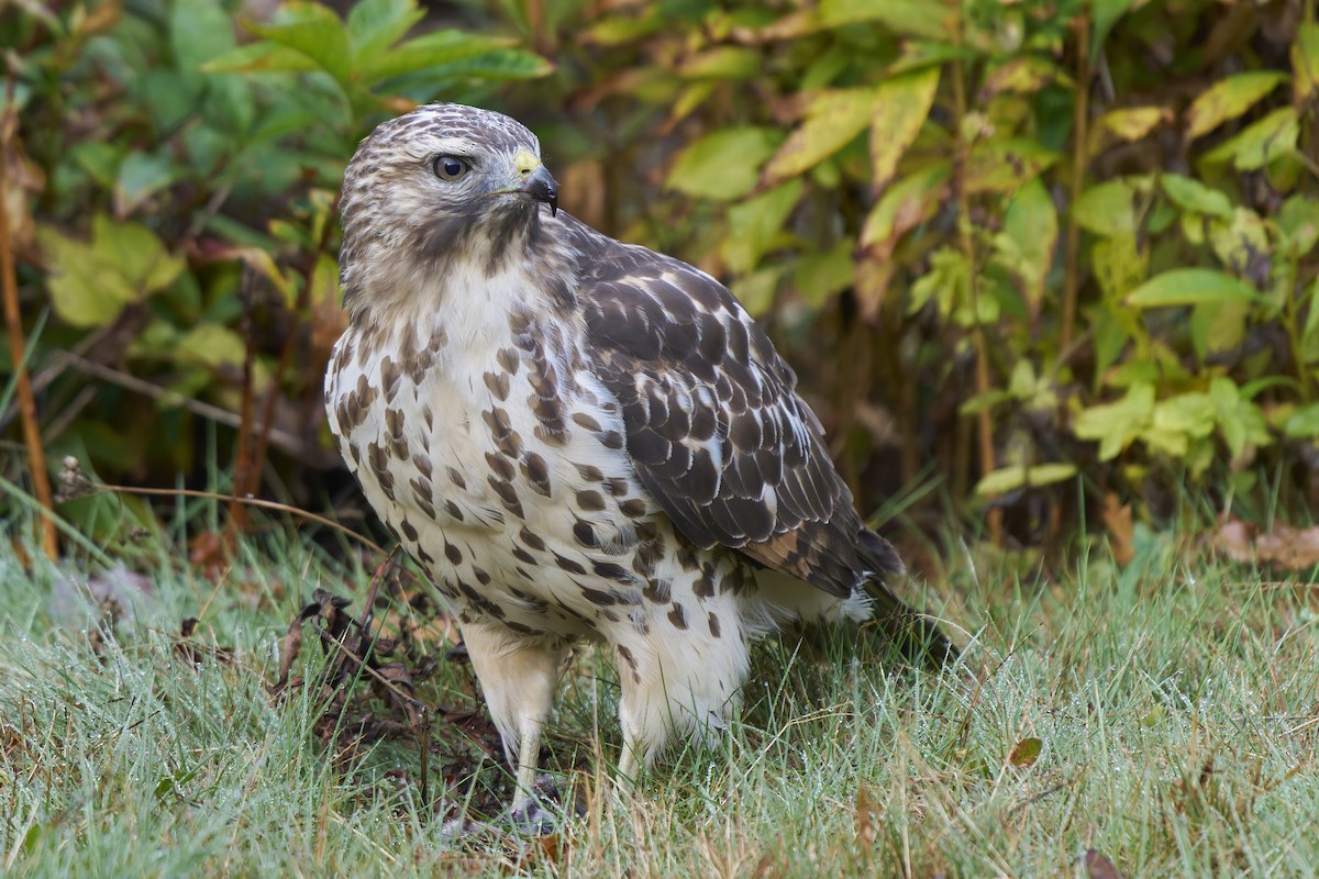 Red-shouldered Hawk - ML644059891