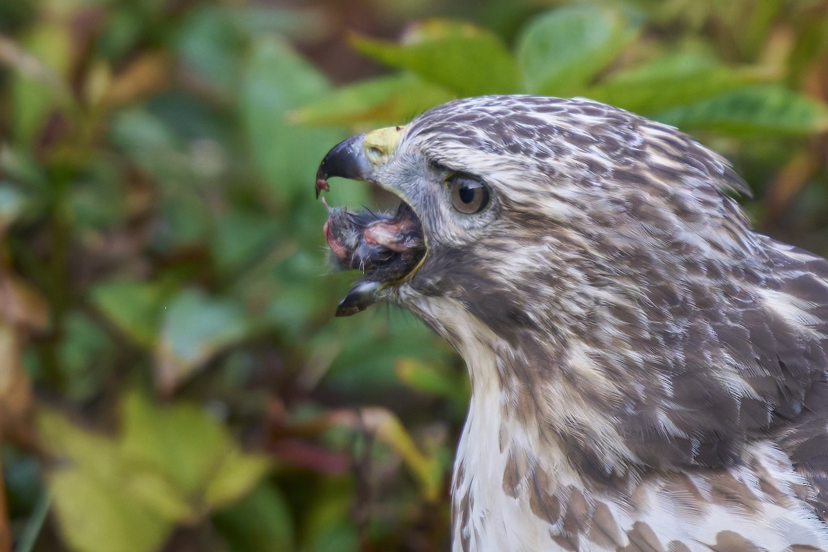 Red-shouldered Hawk - ML644059892