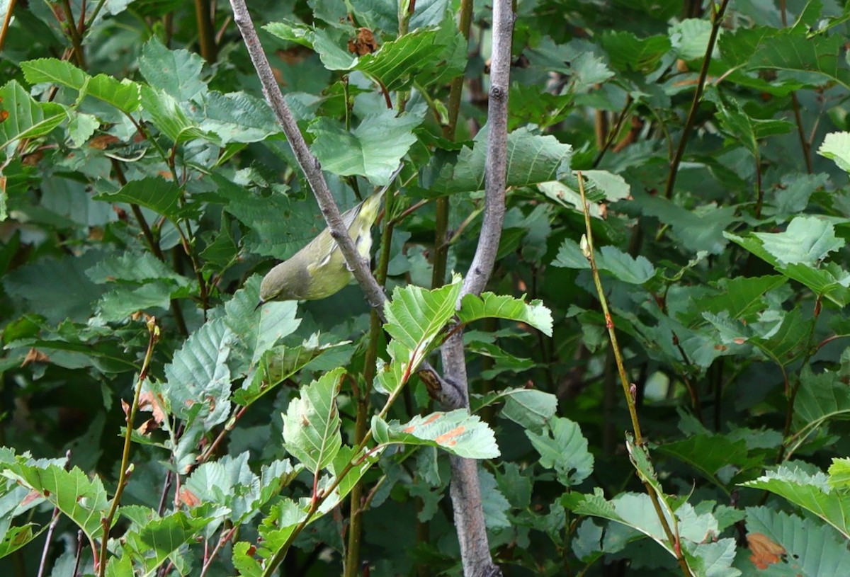 Orange-crowned Warbler - ML644059895