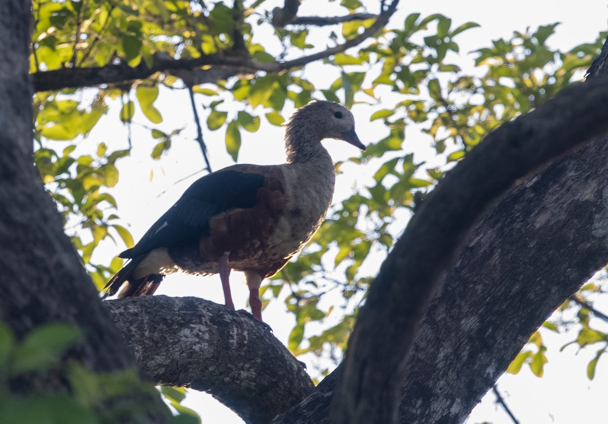 Orinoco Goose - ML644059901