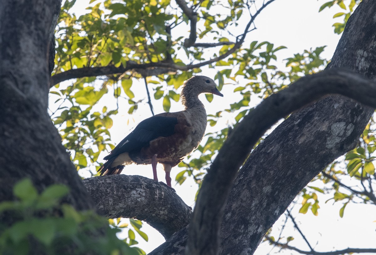 Orinoco Goose - ML644059902